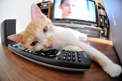 全球智勇棋战：体育精神在脑力竞赛中体现