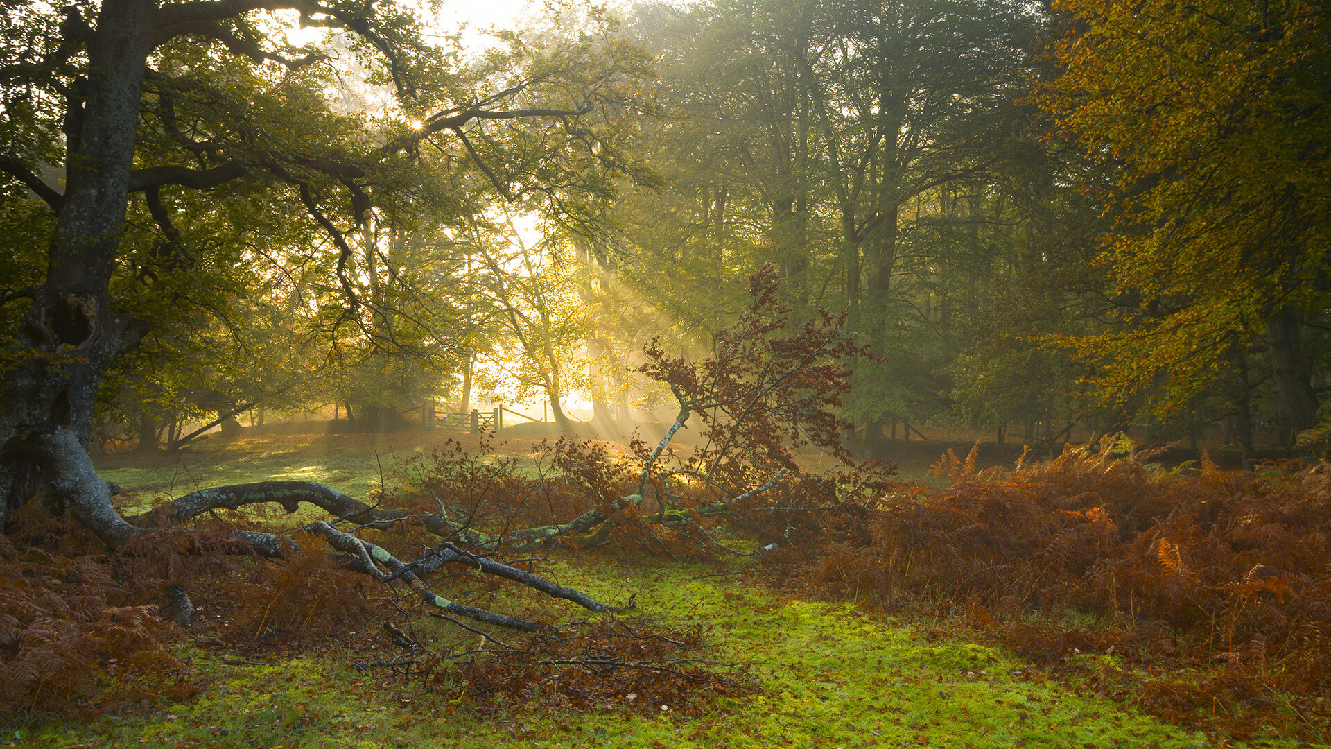 _自然攀岩探险:回归大山的纯粹运动_,自由攀岩第一人