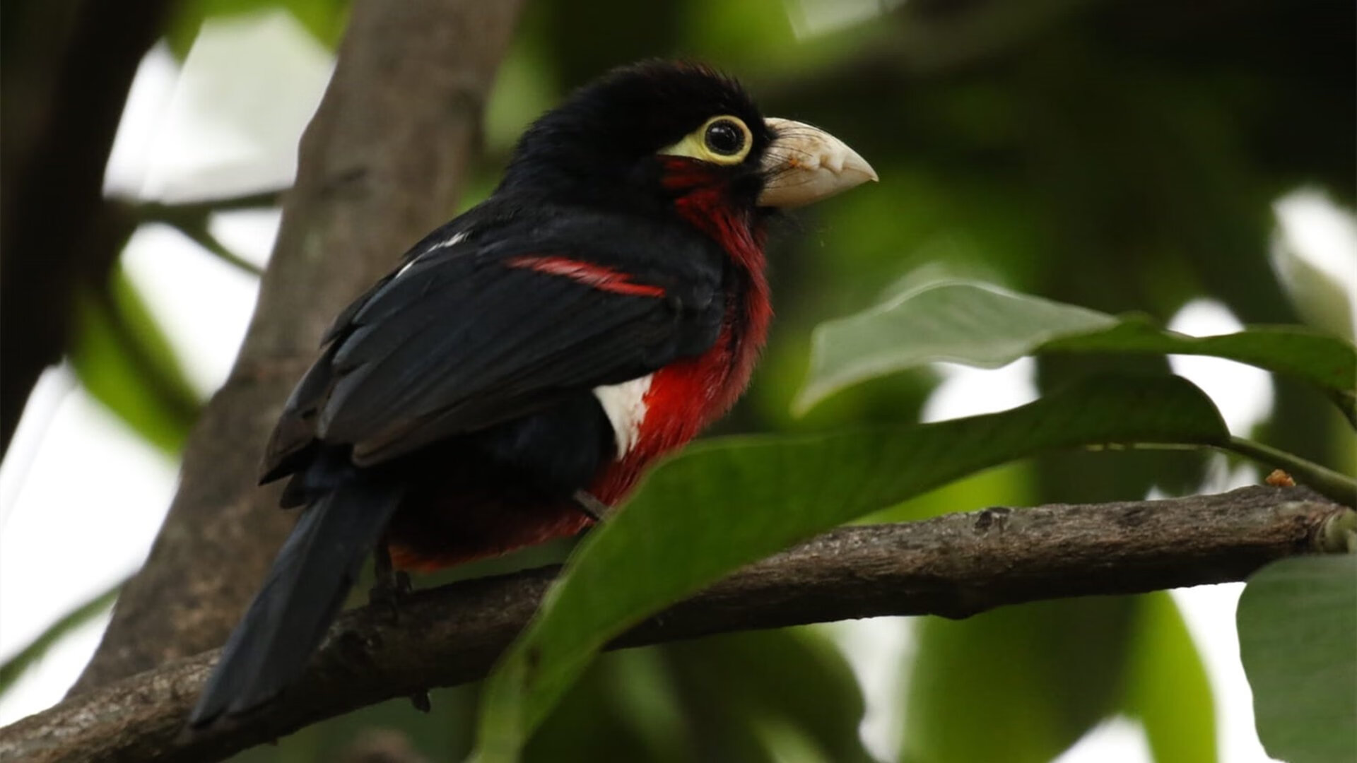 九游jiuyou-【冠军之心】丁俊晖：面对压力的最佳心态管理方法，丁俊晖励志