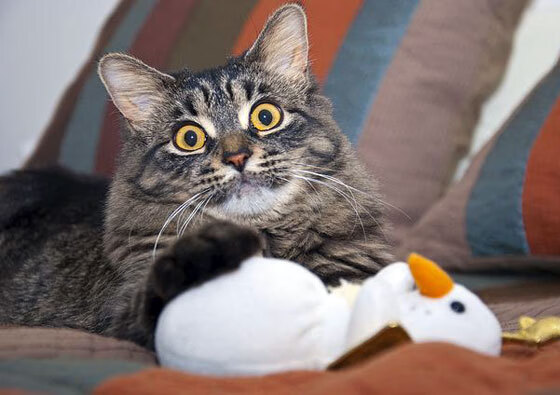 JIU YOU GAME-【心境分享】明星球员讲述赛季的压力与挑战，nba球员压力有多大